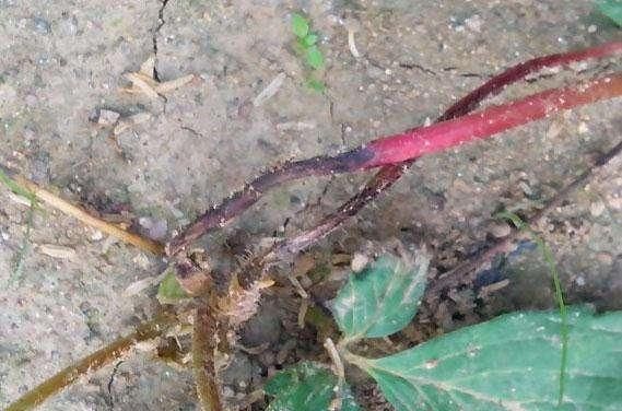 草莓炭疽病图2