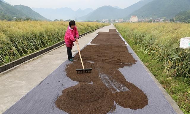 有人说农村自己压榨的花生菜籽油不能直接用，有什么科学根据吗图7