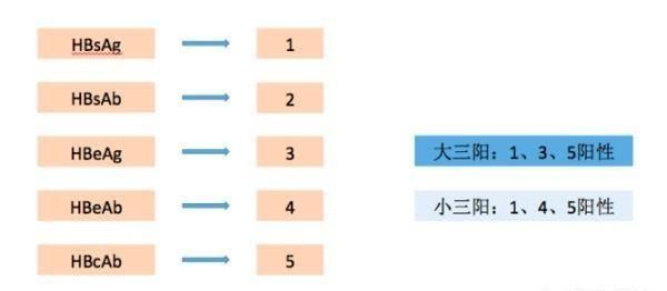 肝吸虫抗体阳性，乙型肝炎病毒表面抗体定性呈阳性是什么意思图3