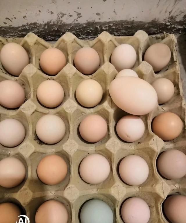 315曝光土鸡蛋大量作假，刚从农村托人捎买来的土鸡蛋怎么分辨真假图5