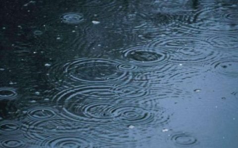 下雨前动物的表现，下雨前小动物的表现有哪些