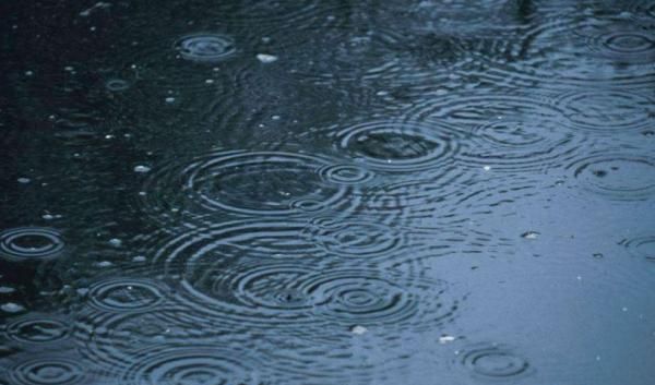 下雨前动物的表现，下雨前小动物的表现有哪些图1