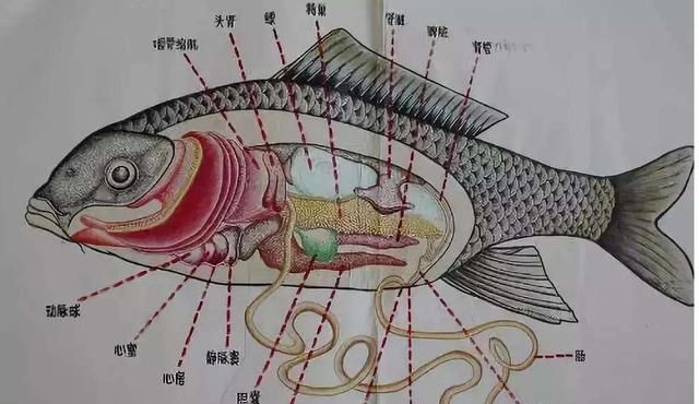 肝胆相照网，肝胆相照出自哪个典故图5