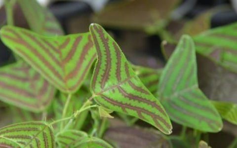 室内观叶植物对环境条件的要求