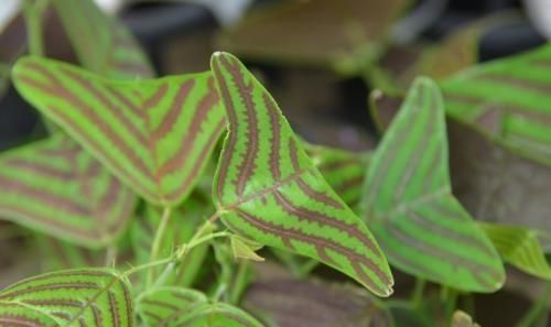 室内观叶植物对环境条件的要求图1