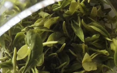 崂山绿茶的功效，青岛哪买的崂山绿茶比较新鲜