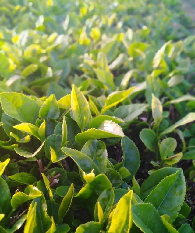 崂山绿茶的功效，青岛哪买的崂山绿茶比较新鲜图7