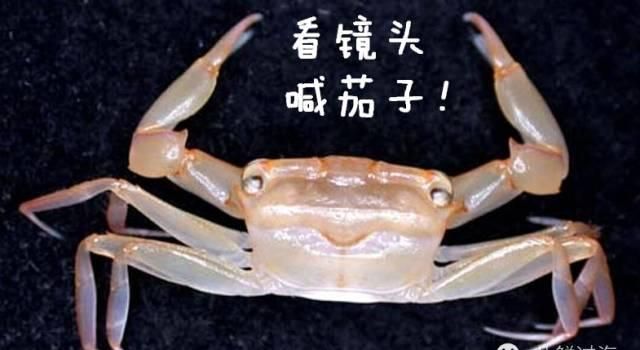 你知道螃蟹怎么吃吗图7