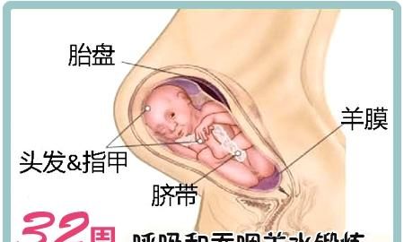 孕期32周胎儿正常多少斤图6