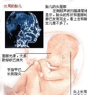 孕期32周胎儿正常多少斤图9