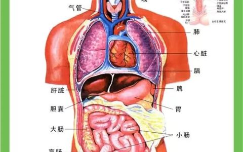 泌尿系统图，泌尿系统感染是什么原因引起的