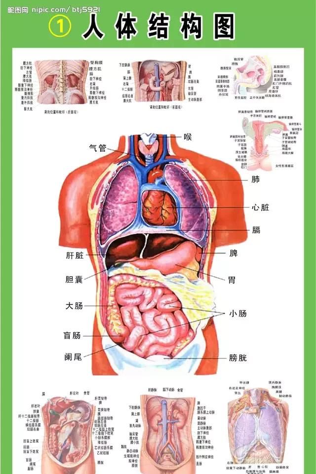 泌尿系统图，泌尿系统感染是什么原因引起的图1