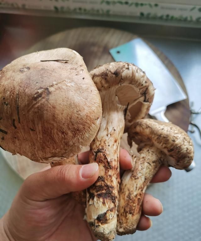 新鲜松茸的价格是多少，如何选择新鲜松茸图4