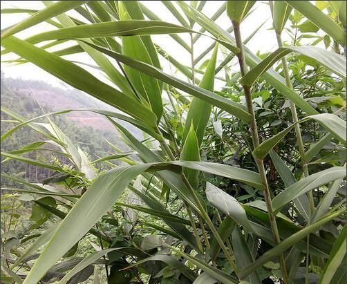 过端午节了，想包粽子，之前从来没有包过，一下，粽子叶怎么煮米需要泡多久图1