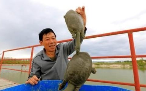 甲鱼吃什么，野生甲鱼吃什么食物?