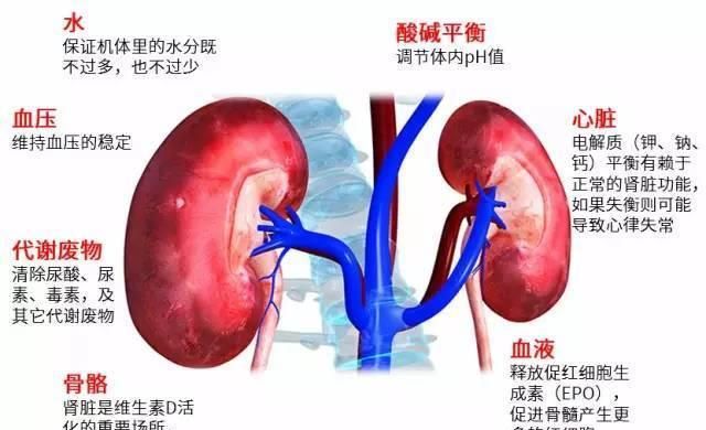 肾的功能，肾的主要功能是什么?图2