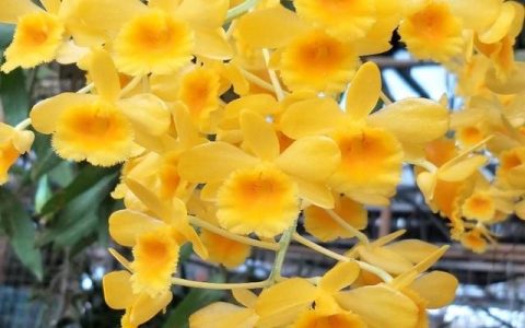 石斛花泡水喝的功效，石斛花泡水喝有什么作用