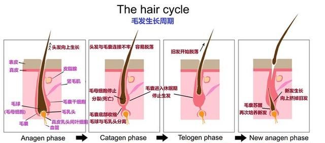 预防白发，如何预防脱发和白发?你要学会这5个妙招图17