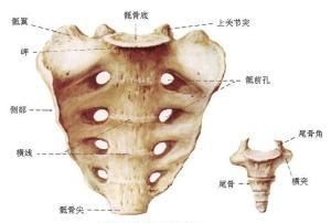 男性怎么锻炼PC肌图4