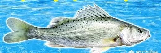 海鲈鱼的做法大全，红烧海鲈鱼块的家常做法图5