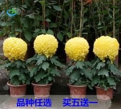 合适秋天种的花图9