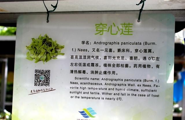 牡丹吊兰图4