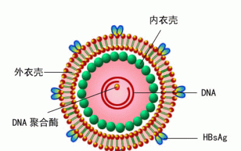 表面抗体阳性，表面抗体是阳性代表什么