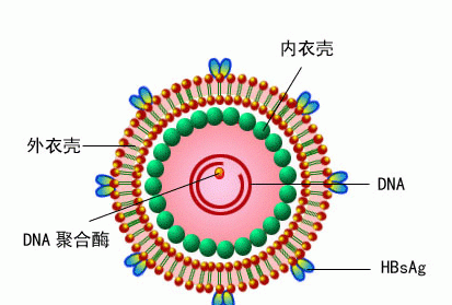 表面抗体阳性，表面抗体是阳性代表什么图1