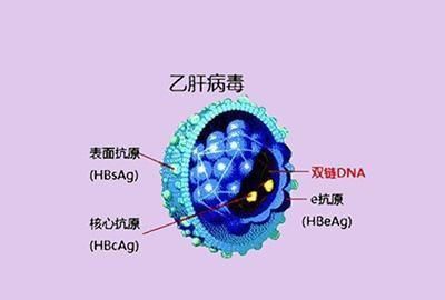 表面抗体阳性，表面抗体是阳性代表什么图2