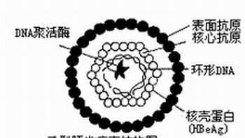 表面抗体阳性，表面抗体是阳性代表什么图4