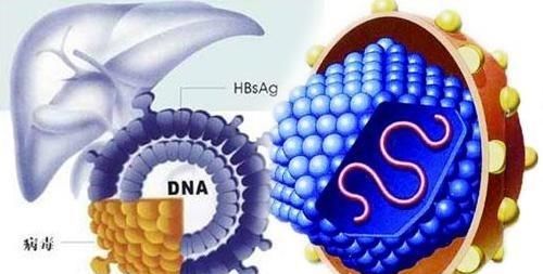 表面抗体阳性，表面抗体是阳性代表什么图5