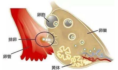 黄体是什么图2