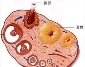 黄体是什么图3