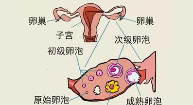 黄体是什么图4