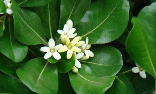 代代花是什么植物的花图1