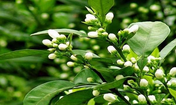 代代花是什么植物的花图7