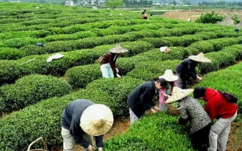 茶叶枕头的好处，用茶叶做枕头有什么好处