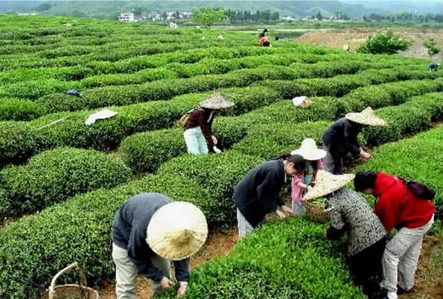 茶叶枕头的好处，用茶叶做枕头有什么好处图1