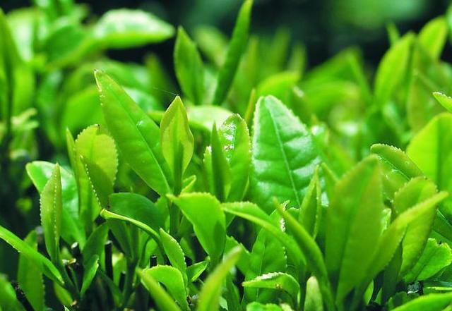 茶叶枕头的好处，用茶叶做枕头有什么好处图2