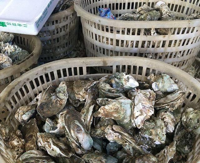 带壳生蚝蒸多久才熟冷水图3