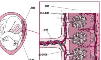 肝素钠针，怀孕了打低分子肝素钠有什么作用图2