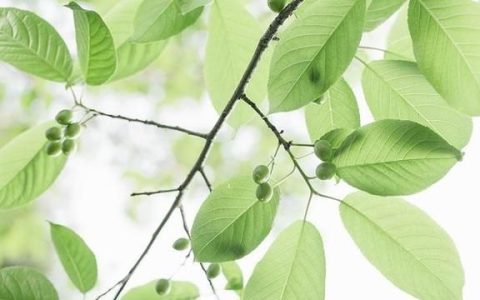 祛斑精油，能祛斑的精油有哪些