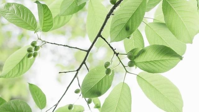 祛斑精油，能祛斑的精油有哪些图1