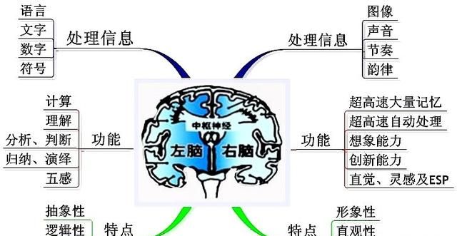 左右脑分工图1