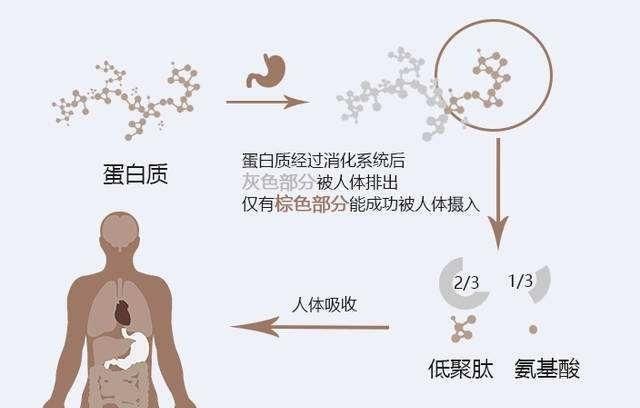 肌球蛋白，健身增肌一定要吃蛋白粉吗图2