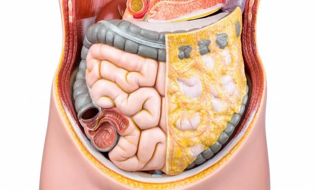 减脂肪最有效的方法，减内脏脂肪最懒但最有效的办法是什么?图2