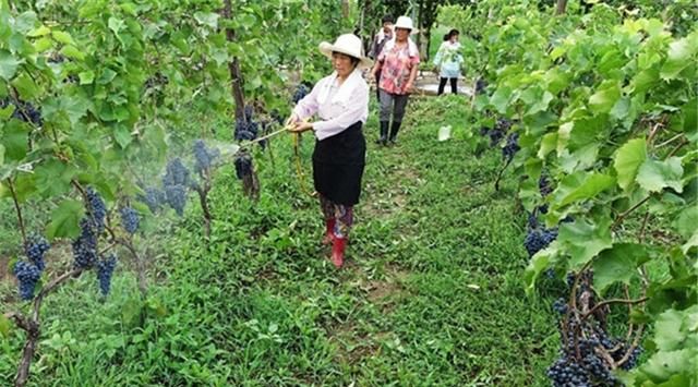 喷施氨基酸叶面肥作物会疯长不长吗图2