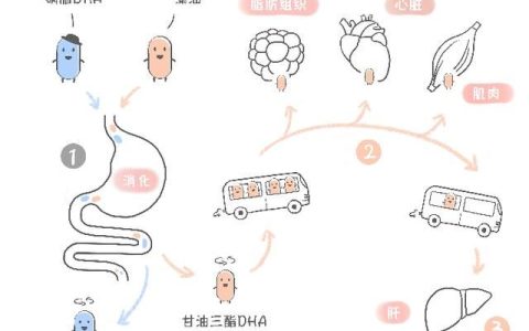 dha食物，DHA的食物有什么