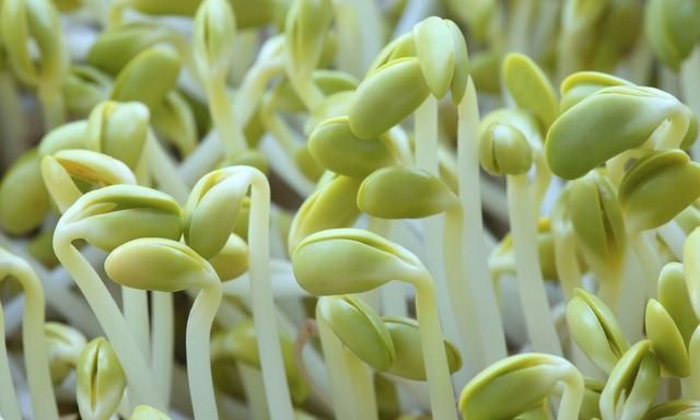 怎样生黄豆芽，家庭生黄豆芽怎么生图1