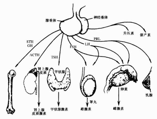 脑垂体微腺瘤，垂体微腺瘤是癌症吗图2